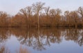 The bare branches of the trees reflected in the calm surface of the water on the shore Royalty Free Stock Photo