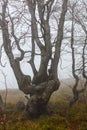 A twisted silhouette of a tree on a mountain slope against a background of heavy fog in early spring Royalty Free Stock Photo