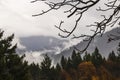 Bare branches of a walnut tree with water drops in the rain stand out starkly against autumn foliage and misty mountains Royalty Free Stock Photo