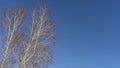 Bare branches and white trunks of birch trees against a clear blue sky. Royalty Free Stock Photo