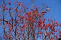 Bare branches of whitebeam with red berries against the sky