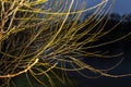 The bare branches of the willow over the river in the evening Royalty Free Stock Photo