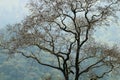 Bare branches in winter