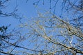 Bare branches in the winter sunshine Royalty Free Stock Photo