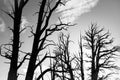 Bare Bristlecone Trees