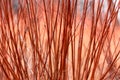 Bare brown dogwood branches create an abstract patternday in an English park isolated from their