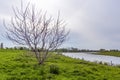 A bare bush along the winding water in the beautiful floodplains near Beusichem Royalty Free Stock Photo