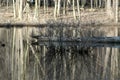 Bare bush in Pond Royalty Free Stock Photo