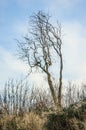 Bare bush with whimsical branches on top of a dune Royalty Free Stock Photo