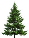 Bare Christmas tree Royalty Free Stock Photo