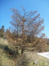 Bare coniferous tree with many cones in the spring