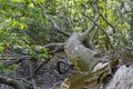 The bare crown of a dead fallen tree with growth of fungi in the park De Horsten in Wassenaar, the Netherlands