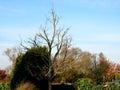 Bare crown of a tree in autumn. branches and remaining leaves are visible. cut of crown and skeletal branches. maples and plane tr