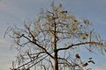 Bare crown of a tree in autumn. branches and remaining leaves are visible. the tree is fixed with a strap because it tilts to one