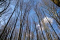 Bare crown trees in forest, springtime landscape