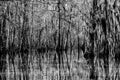 Bare cypress trees in the swamps of Louisiana in black and white Royalty Free Stock Photo