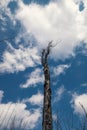 A bare dark tree against a cloudy sky. Winter natural background Royalty Free Stock Photo