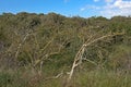 Bare dead trees in a gren sumer forest