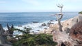 Bare dead leafless lone cypress or pine tree, 17-mile drive, Monterey California Royalty Free Stock Photo