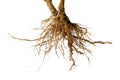 Bare dead root tree isolated Royalty Free Stock Photo