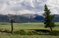 Bare dead tree and green pine on meadow