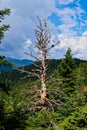 A Bare Dead Tree in Pine Forest, Greece