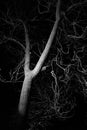 Bare deciduous tree with curved branches at night