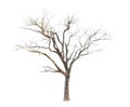 Bare deciduous tree with intricate branches isolated on a white background silhouette Royalty Free Stock Photo