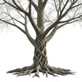 A bare deciduous tree with intricate twisted trunk and exposed roots isolated on white background Royalty Free Stock Photo