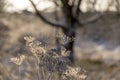 Bare deciduous trees in the forest in winter