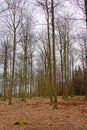 Bare deciduous trees in a winter forest in Ardennes Royalty Free Stock Photo
