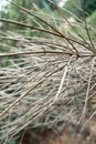 Bare dry tree branch with thin needles in forest close view Royalty Free Stock Photo