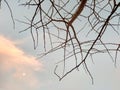 Bare tree branches with blue sky, clouds and moon background Royalty Free Stock Photo