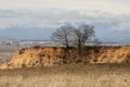 Bare dry trees on top of soil hill landscape Royalty Free Stock Photo