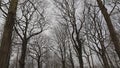 Bare elm tree canopy in the winter forest