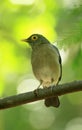 Bare eye trush Turdus tephronotus perched