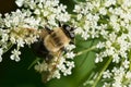 Bare-eyed Bee-mimic - Mallota bautias