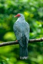 Bare-eyed Mountain-pigeon, Gymnophas albertisii, wood pigeon. forest bird in the nature habitat, green background, Papua New Guine