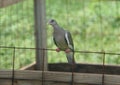 Bare-eyed pigeon of Curacao with special marking on its eyes