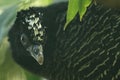 Bare faced curassow