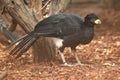 Bare-faced curassow