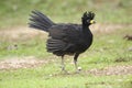 Bare faced Curassow (Crax fasciolata)