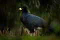 Bare-faced Curassow, Crax fasciolata, big black bird with yellew bill in the nature habitat, Barranco Alto, Pantanal, Brazil. Bird