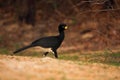 Bare-faced Curassow, Crax fasciolata, big black bird with yellew bill in the nature habitat, Barranco Alto, Pantanal, Brazil