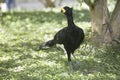 Bare-faced Curassow, Crax fasciolata