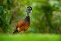 Bare-faced Curassow, Crax fasciolata, big black bird with yellow bill in the nature habitat, Costa Rica. Wildlife scene from tropi