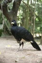 Bare-faced cusassow, Crax fasciolata Royalty Free Stock Photo