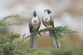 A bare-faced go-away-bird pair perched Royalty Free Stock Photo