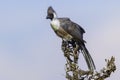 Bare-faced Go-away Bird Perched