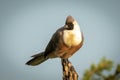 Bare-faced go-away-bird perched on dead tree stump Royalty Free Stock Photo